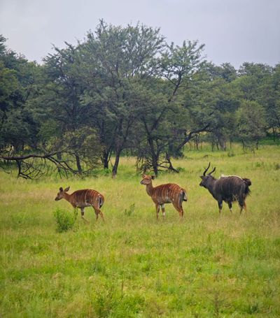 Nyala